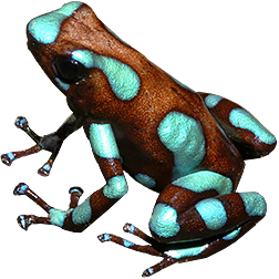 Mebalo Auratus